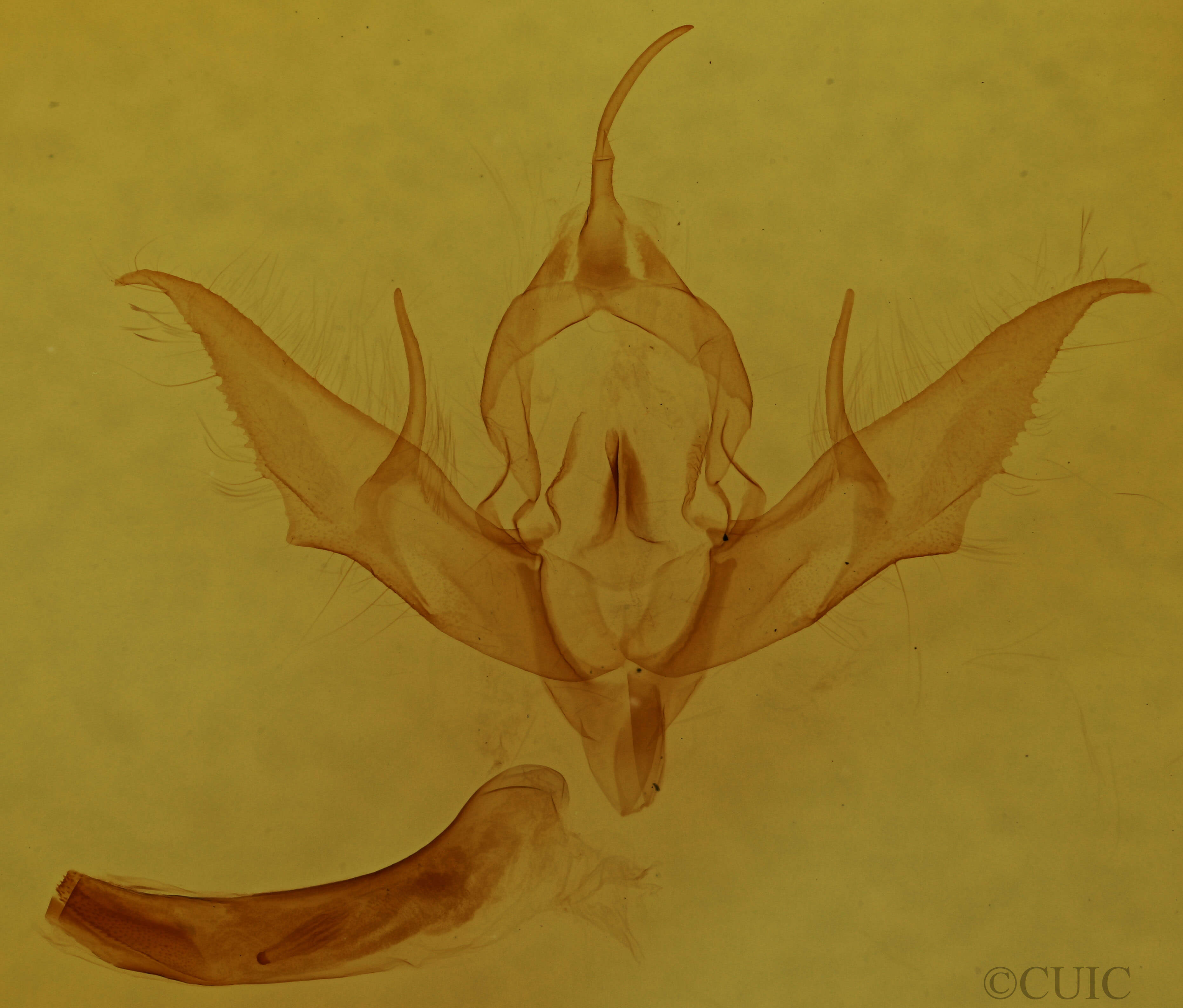 genitalia view of adult Eueretagrotis perattentus