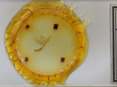 slide view of adult Eueretagrotis perattentus