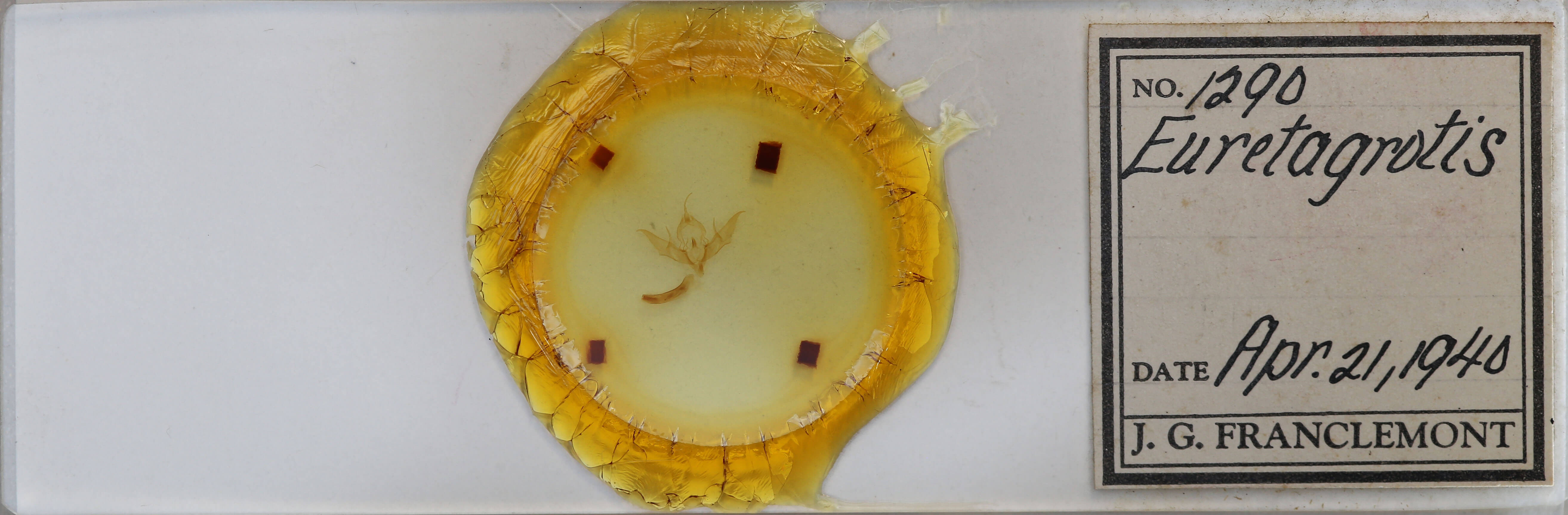 slide view of adult Eueretagrotis perattentus