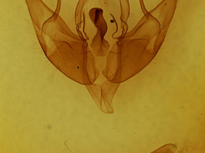 genitalia view of adult Datana integerrima