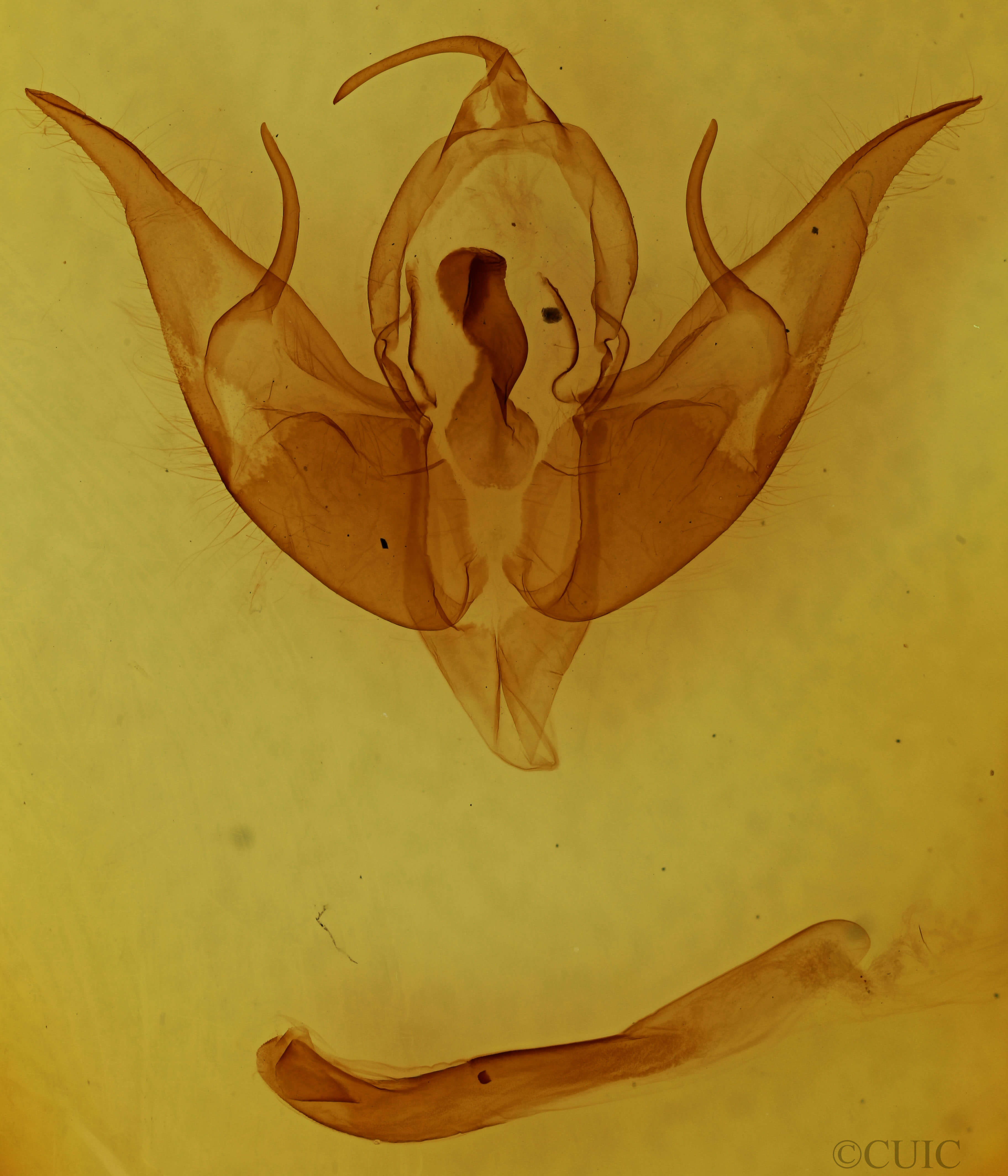 genitalia view of adult Datana integerrima