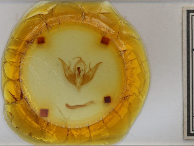 slide view of adult Datana integerrima