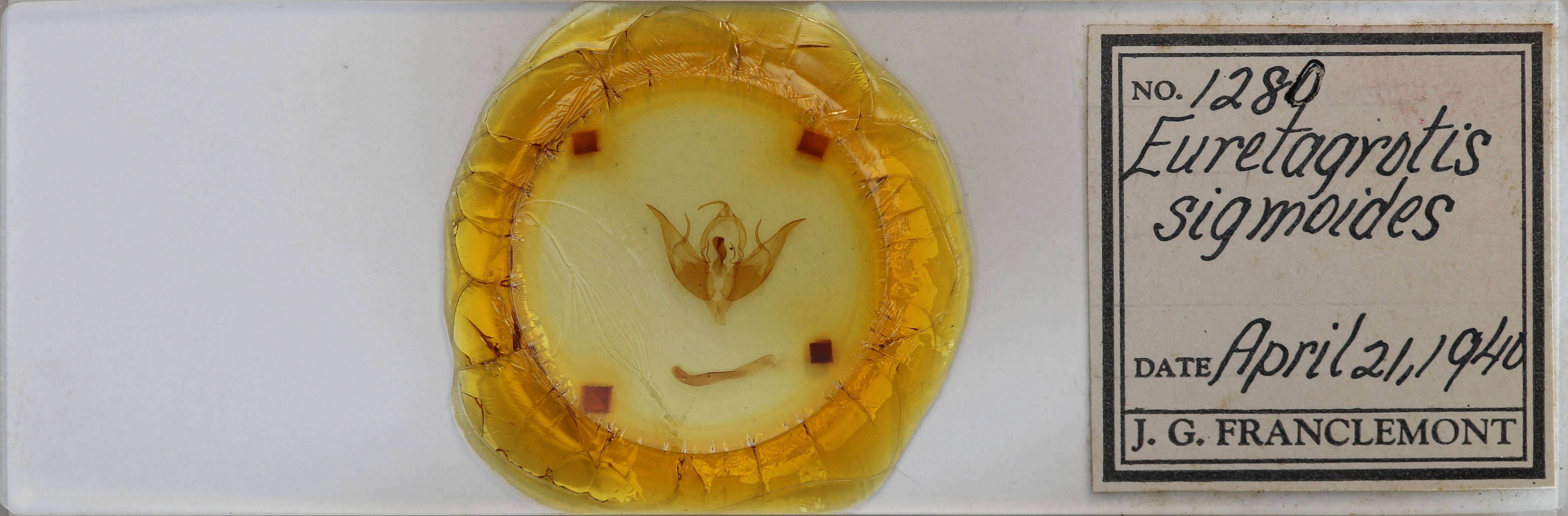 slide view of adult Datana integerrima