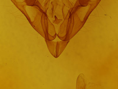 genitalia view of adult Coenophila opacifrons