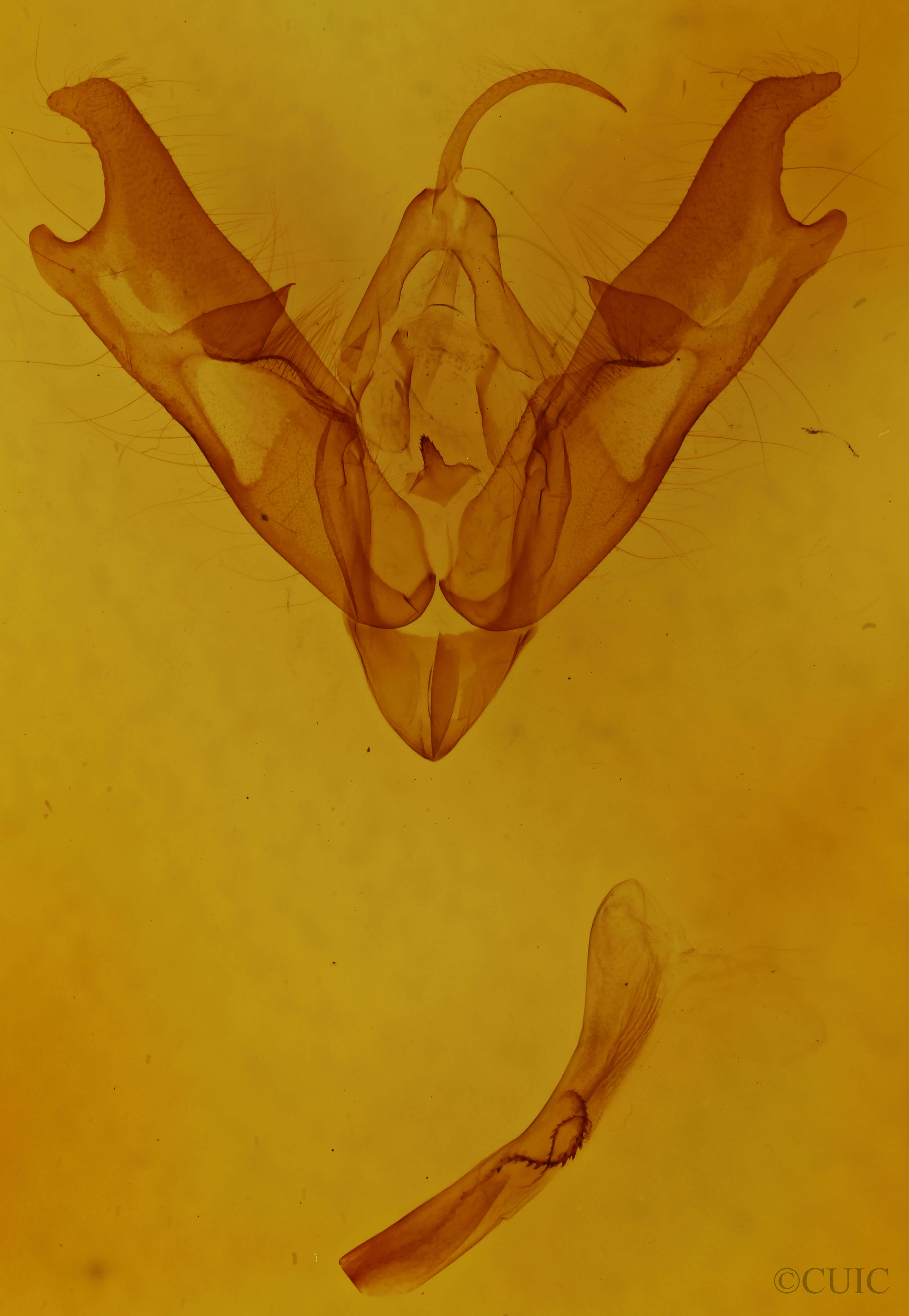 genitalia view of adult Coenophila opacifrons