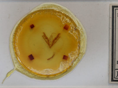 slide view of adult Coenophila opacifrons