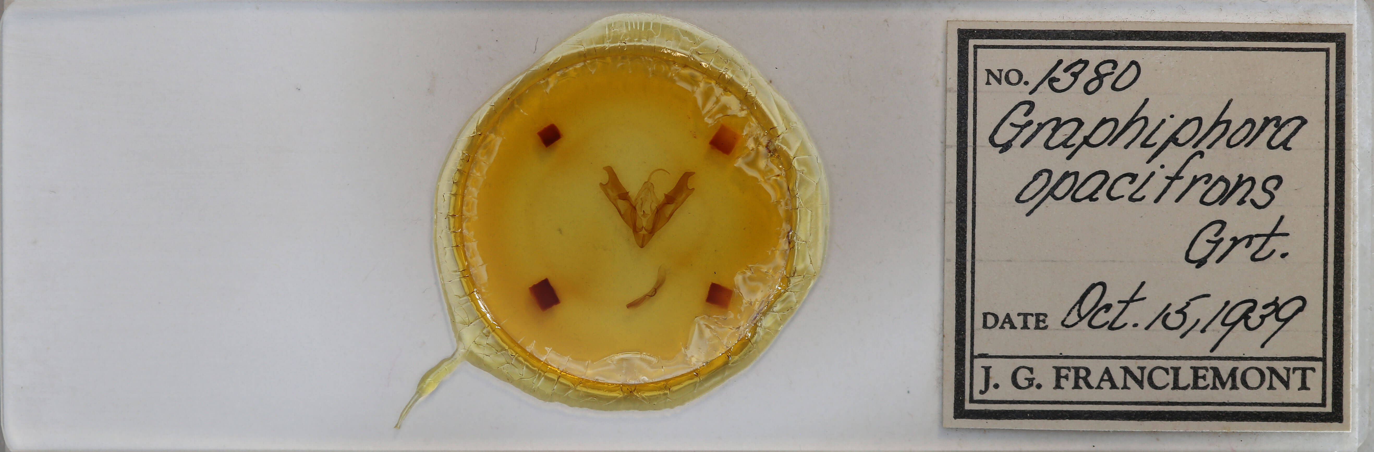 slide view of adult Coenophila opacifrons