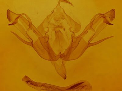 genitalia view of adult Eupsilia transversa