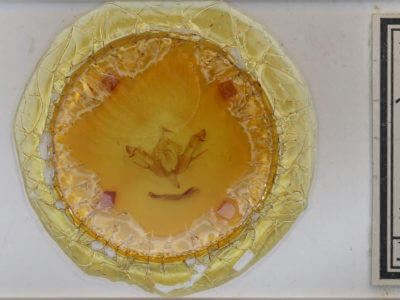 slide view of adult Eupsilia transversa