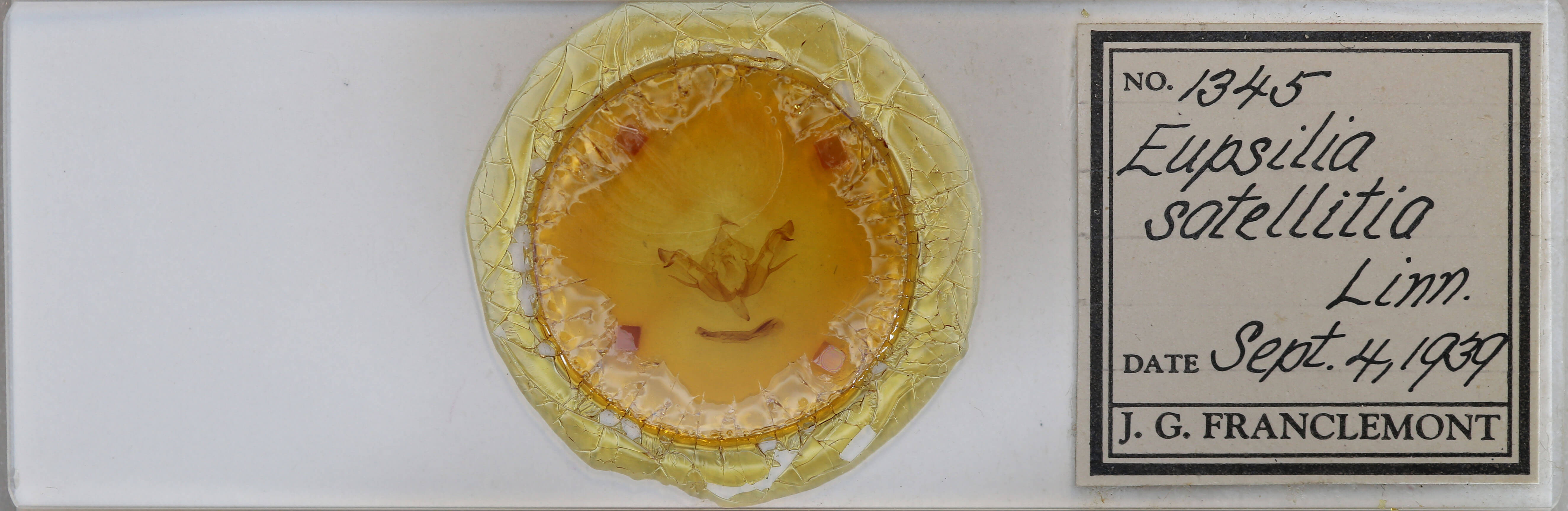 slide view of adult Eupsilia transversa