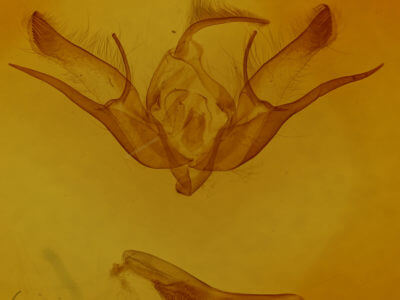 genitalia view of adult Euxoa velleripennis