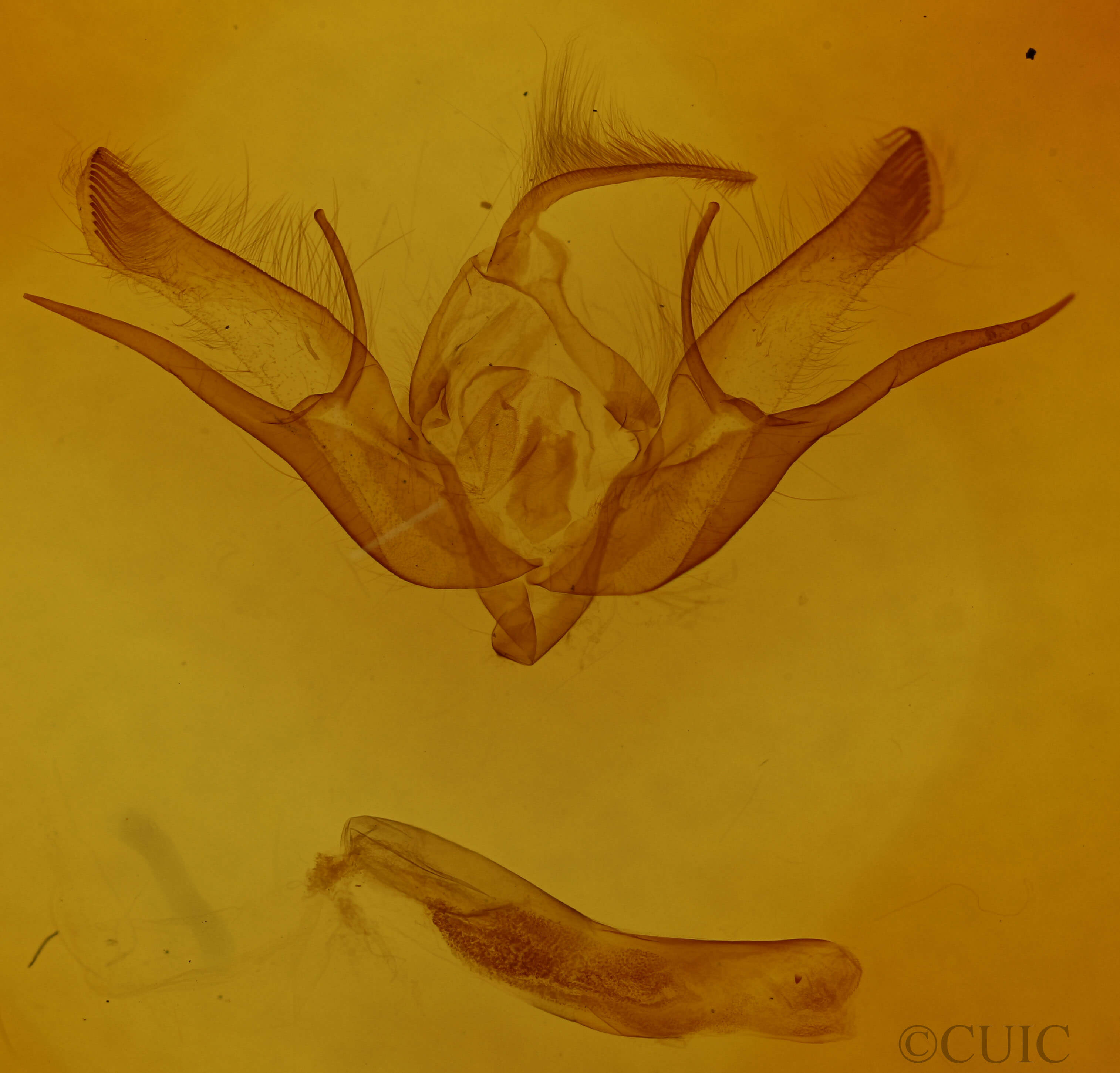 genitalia view of adult Euxoa velleripennis
