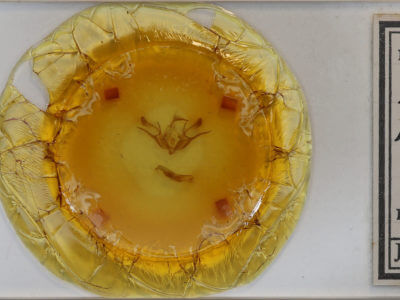 slide view of adult Euxoa velleripennis