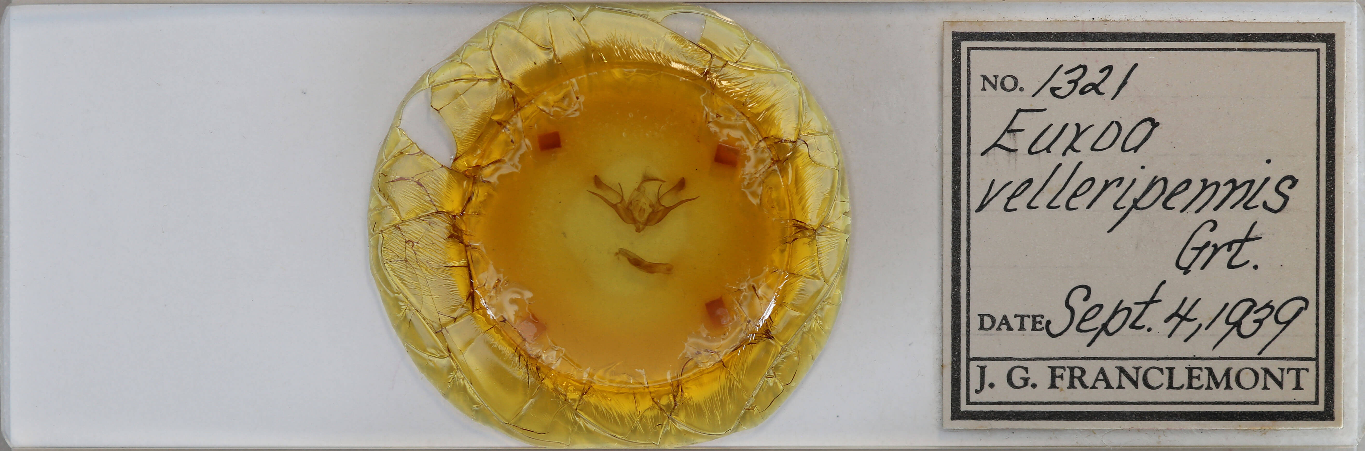 slide view of adult Euxoa velleripennis