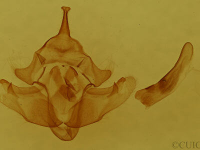 genitalia view of adult Fagitana littera