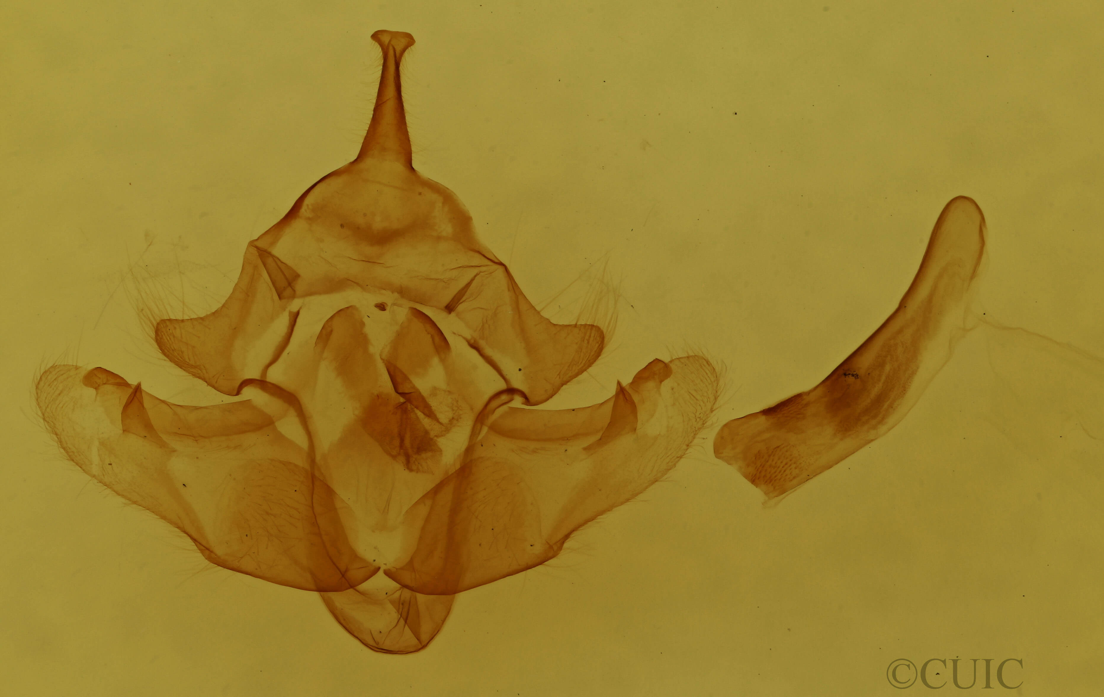 genitalia view of adult Fagitana littera