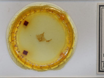 slide view of adult Fagitana littera