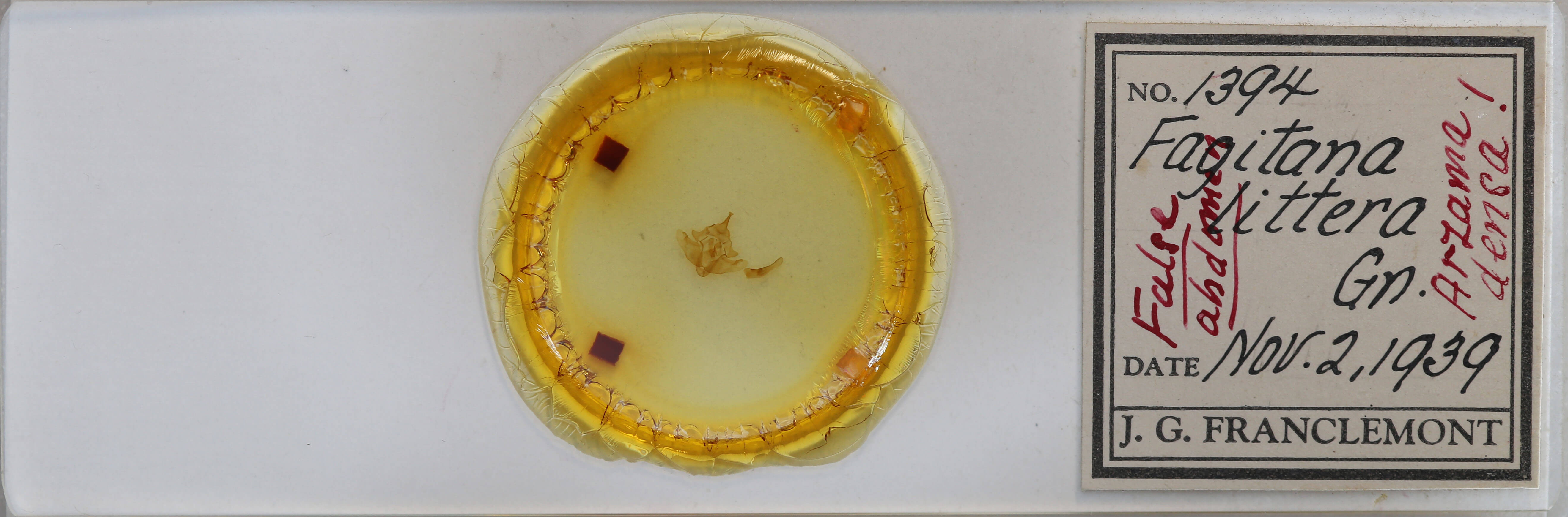 slide view of adult Fagitana littera