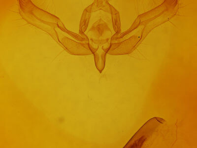 genitalia view of adult Feltia