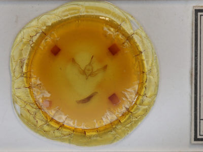 slide view of adult Feltia