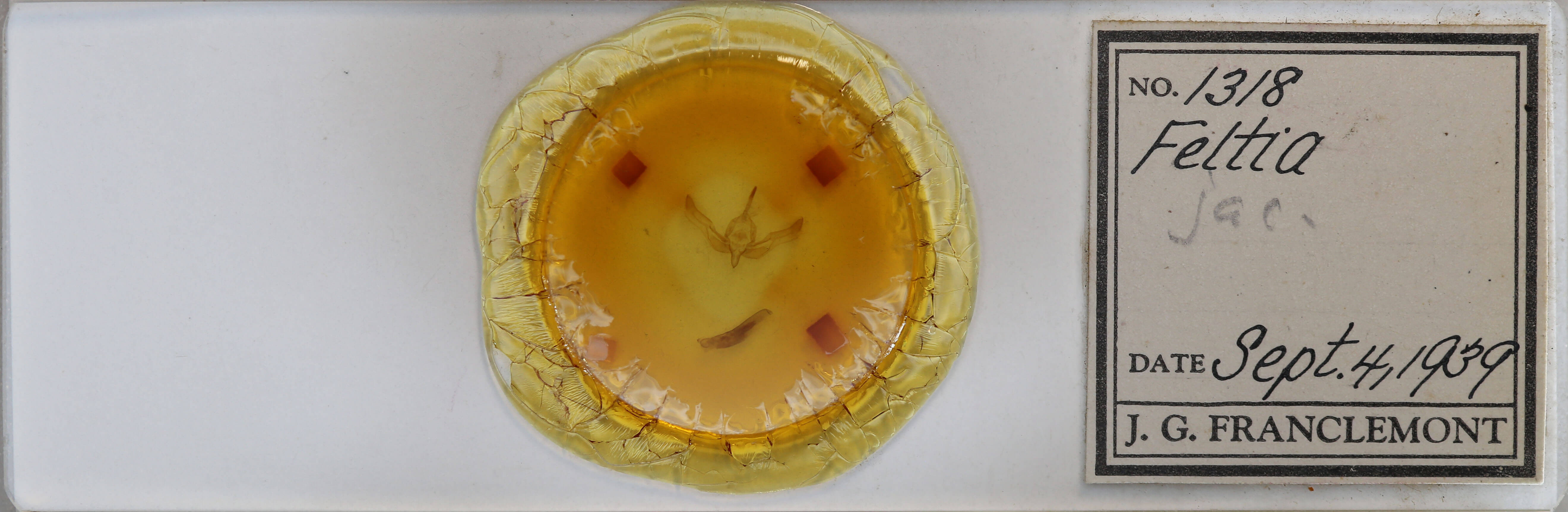 slide view of adult Feltia