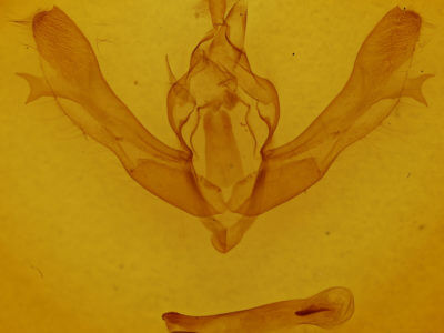 genitalia view of adult Fishia yosemitae