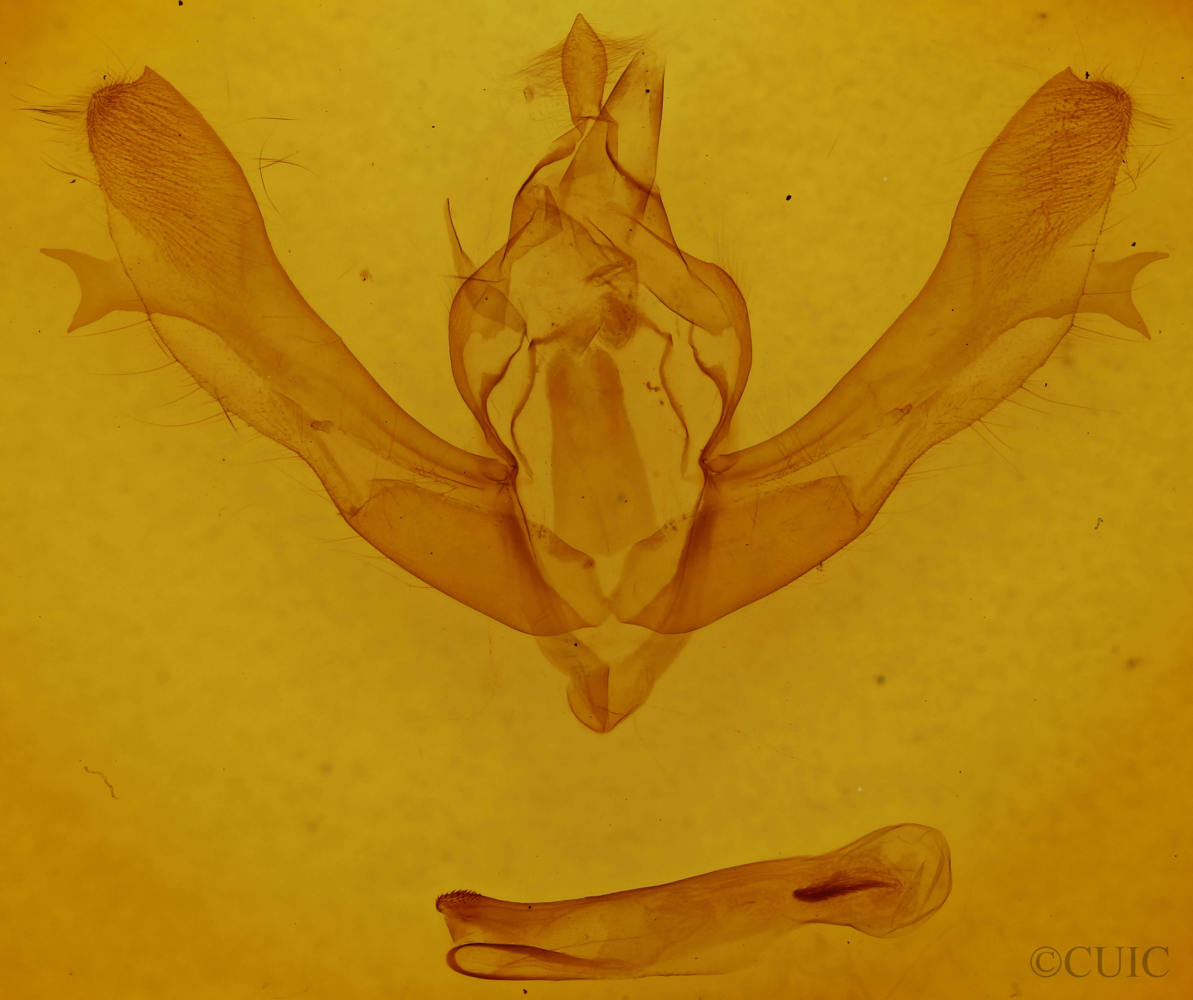 genitalia view of adult Fishia yosemitae