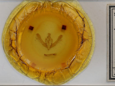 slide view of adult Fishia yosemitae