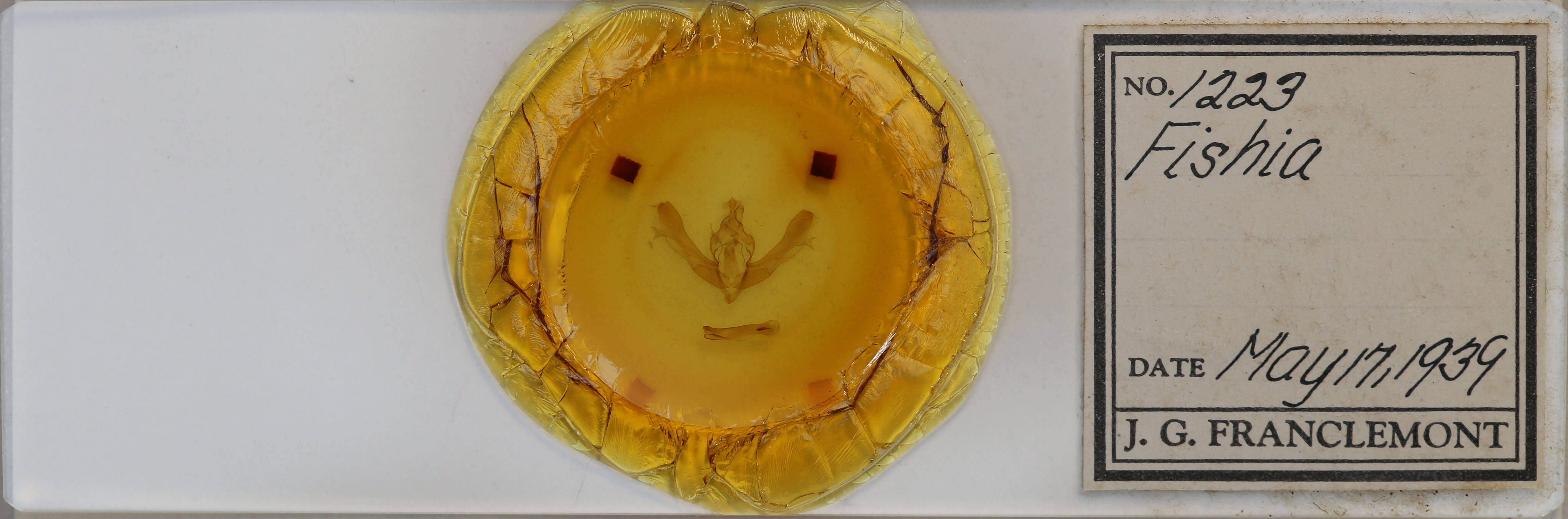 slide view of adult Fishia yosemitae