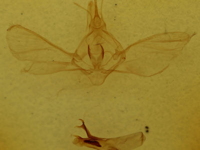 genitalia view of adult Habrosyne scripta