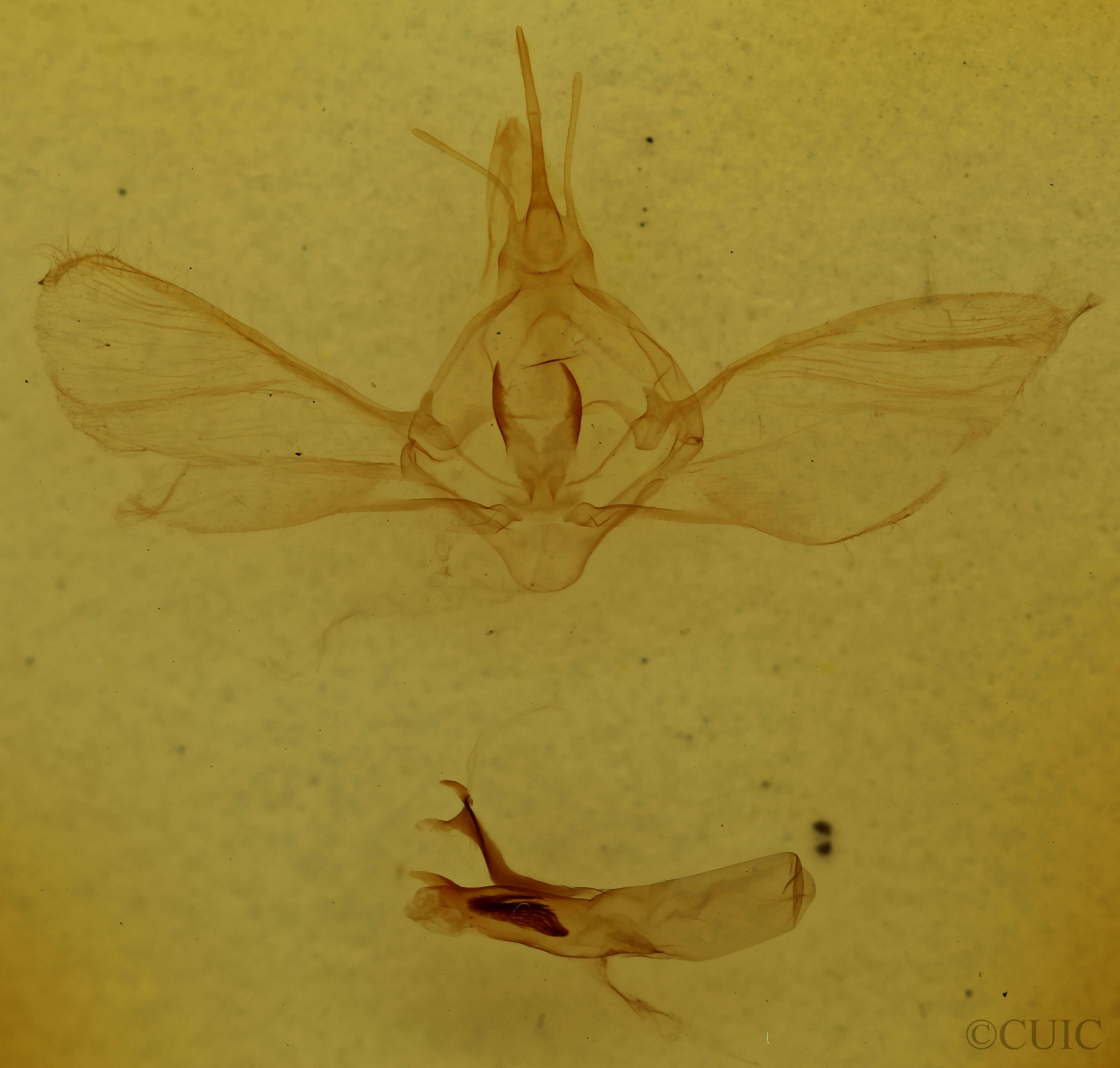 genitalia view of adult Habrosyne scripta