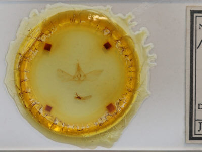 slide view of adult Habrosyne scripta