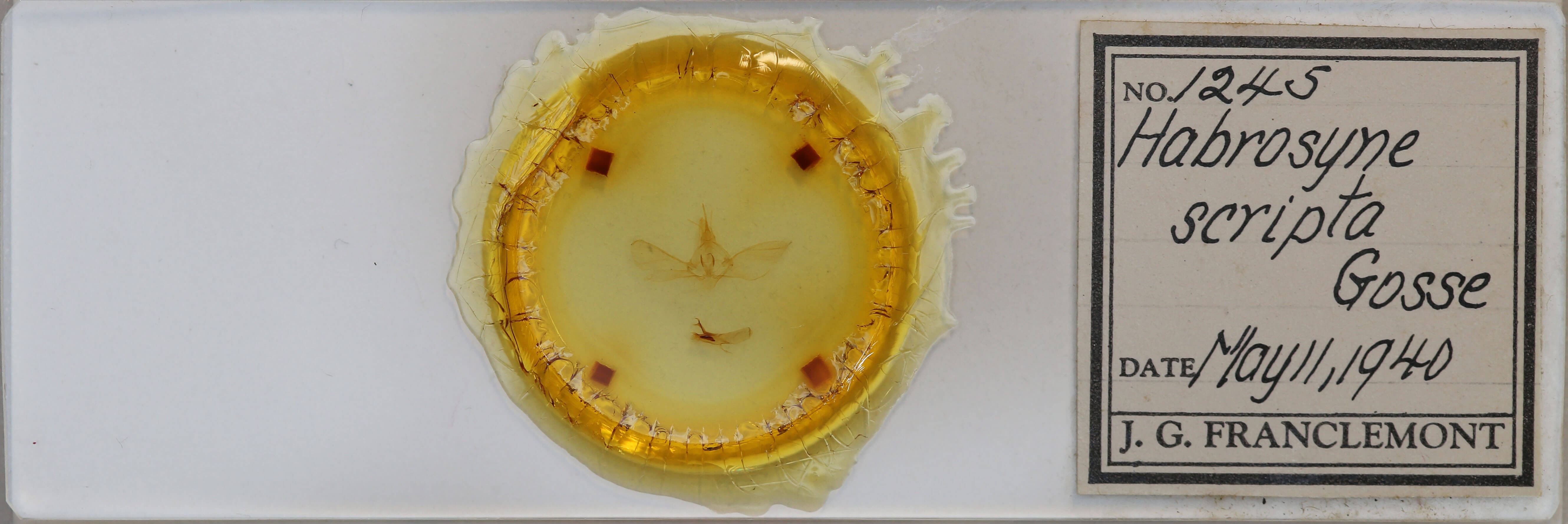 slide view of adult Habrosyne scripta