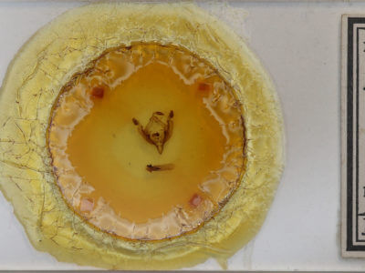 slide view of adult Hadena capsularis