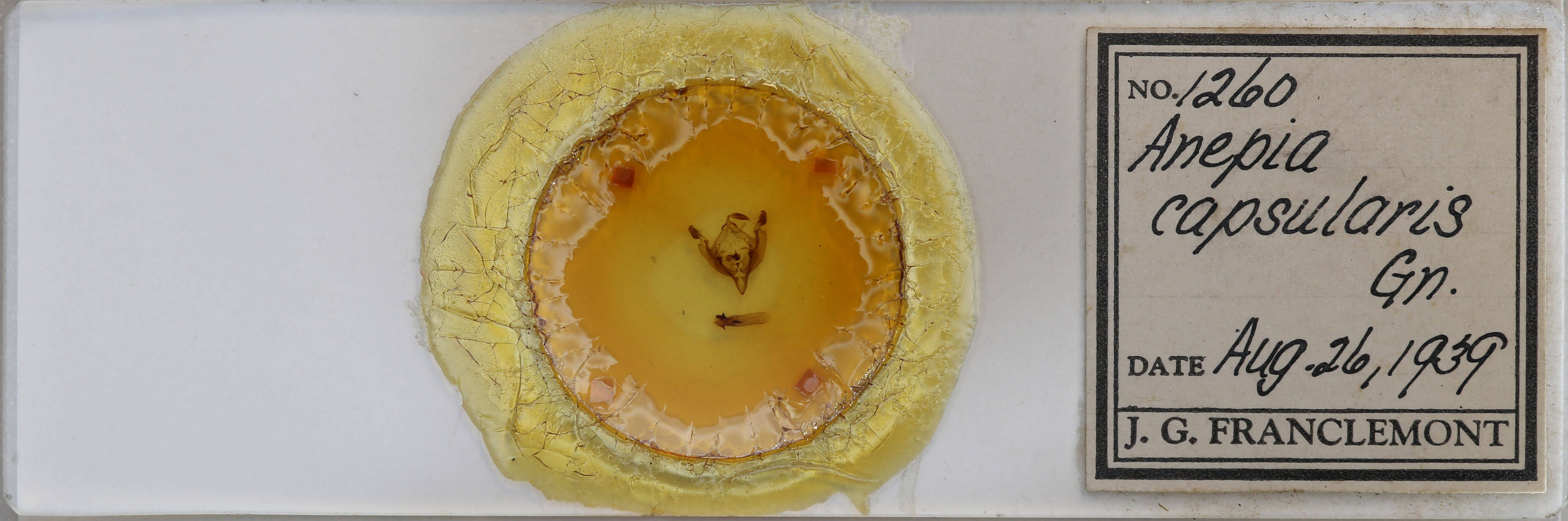 slide view of adult Hadena capsularis