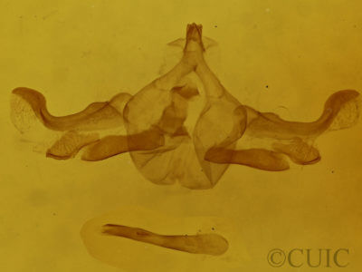 genitalia view of adult Haematopis grataria