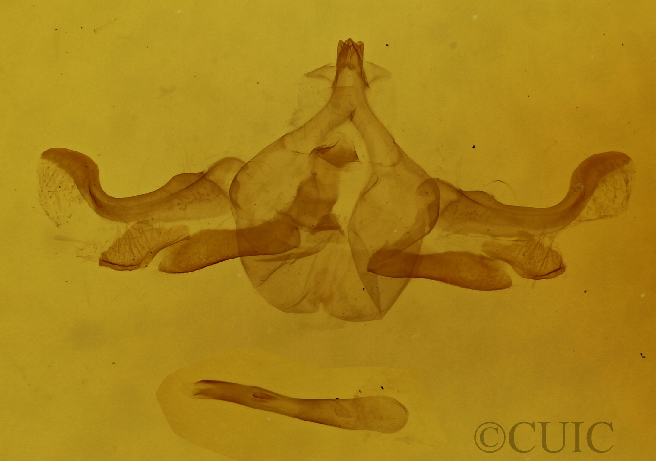 genitalia view of adult Haematopis grataria