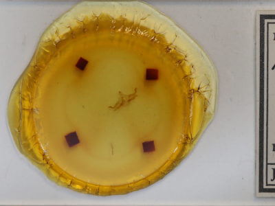 slide view of adult Haematopis grataria