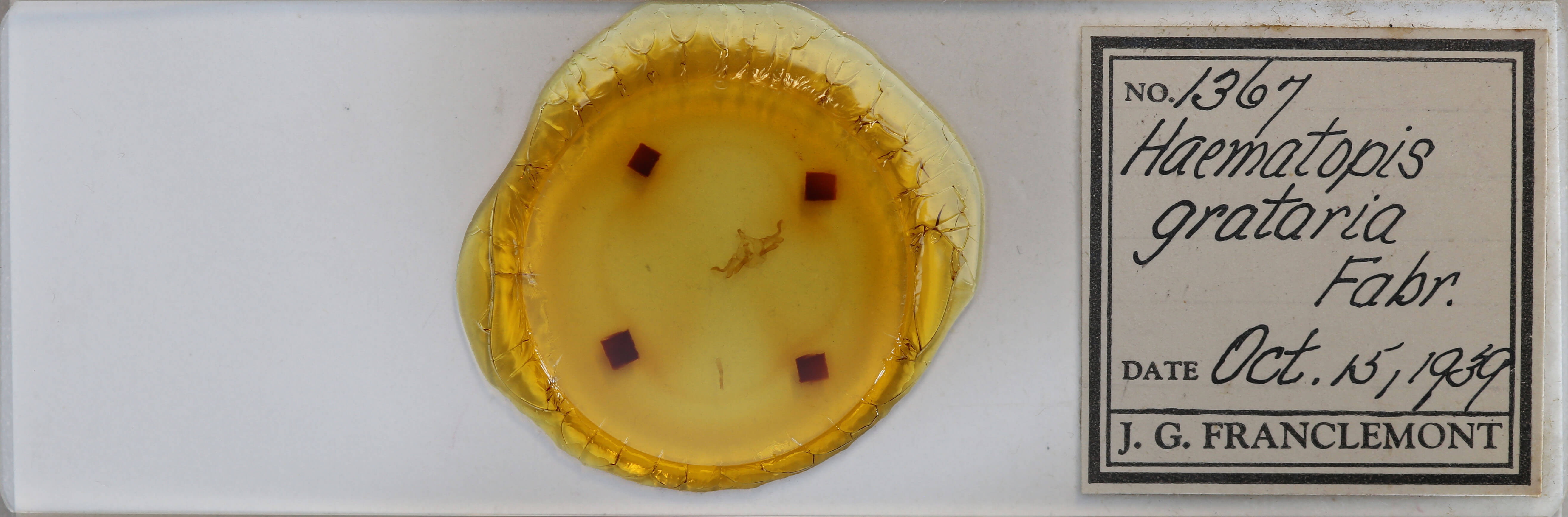 slide view of adult Haematopis grataria