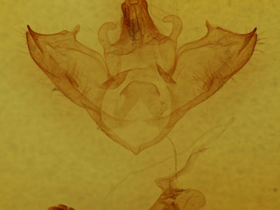 genitalia view of adult Halysidota tessellaris