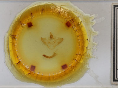 slide view of adult Halysidota tessellaris