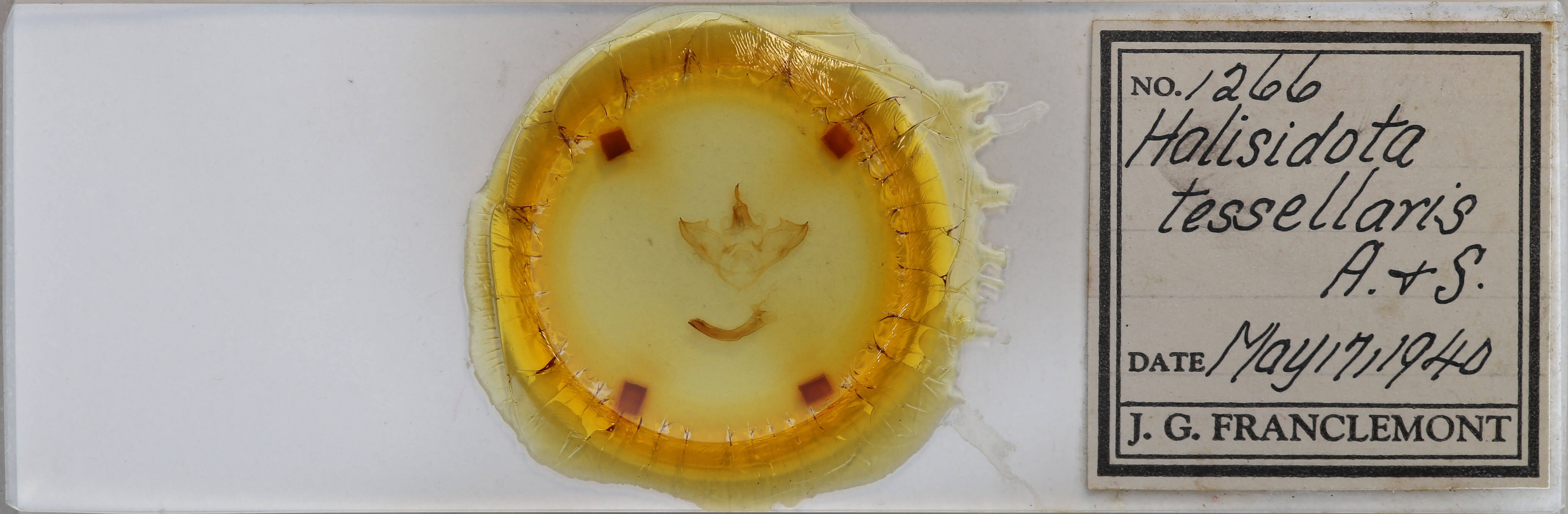 slide view of adult Halysidota tessellaris