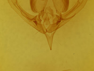 genitalia view of adult Hampsonodes basicarnea