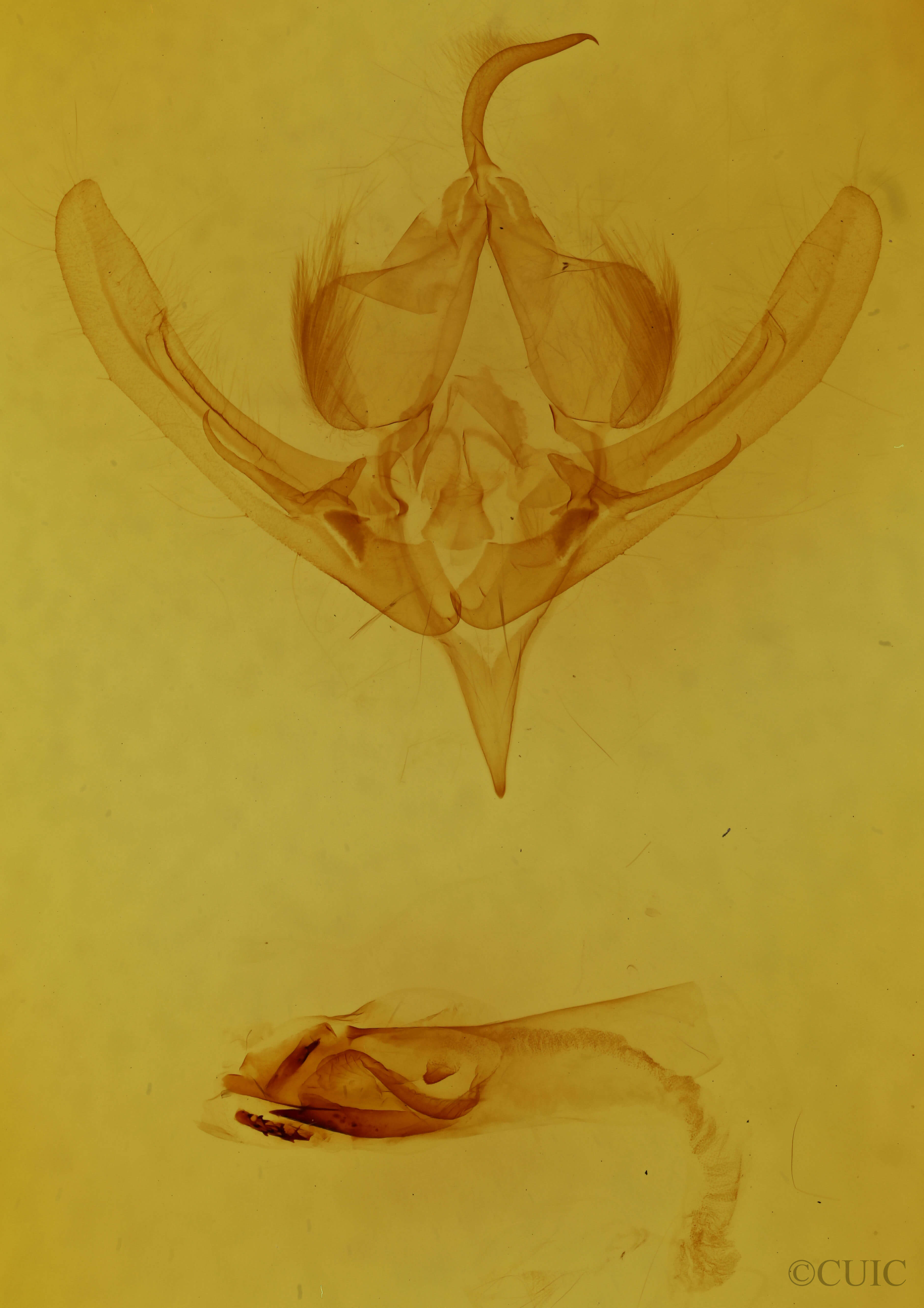 genitalia view of adult Hampsonodes basicarnea