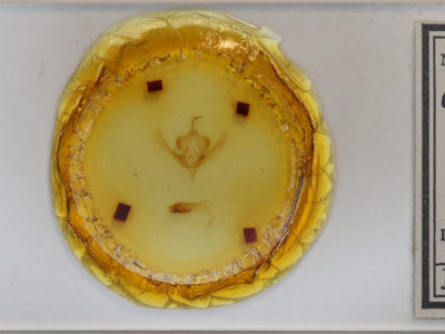 slide view of adult Hampsonodes basicarnea