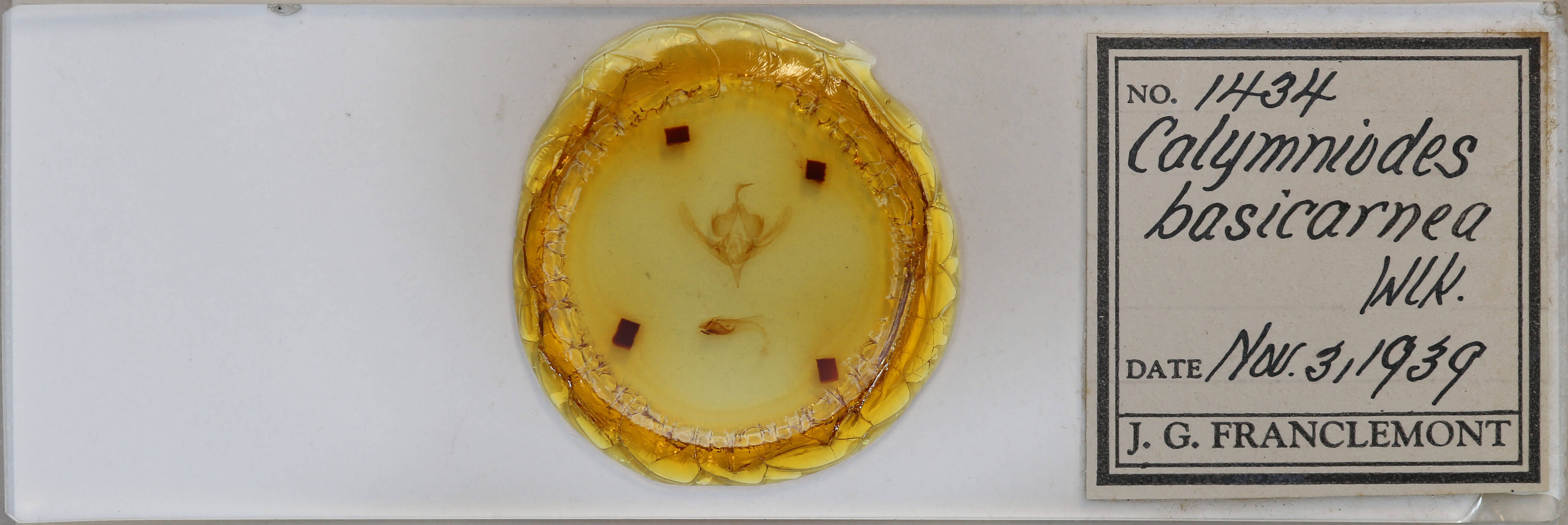 slide view of adult Hampsonodes basicarnea