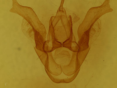 genitalia view of adult Haploa clymene