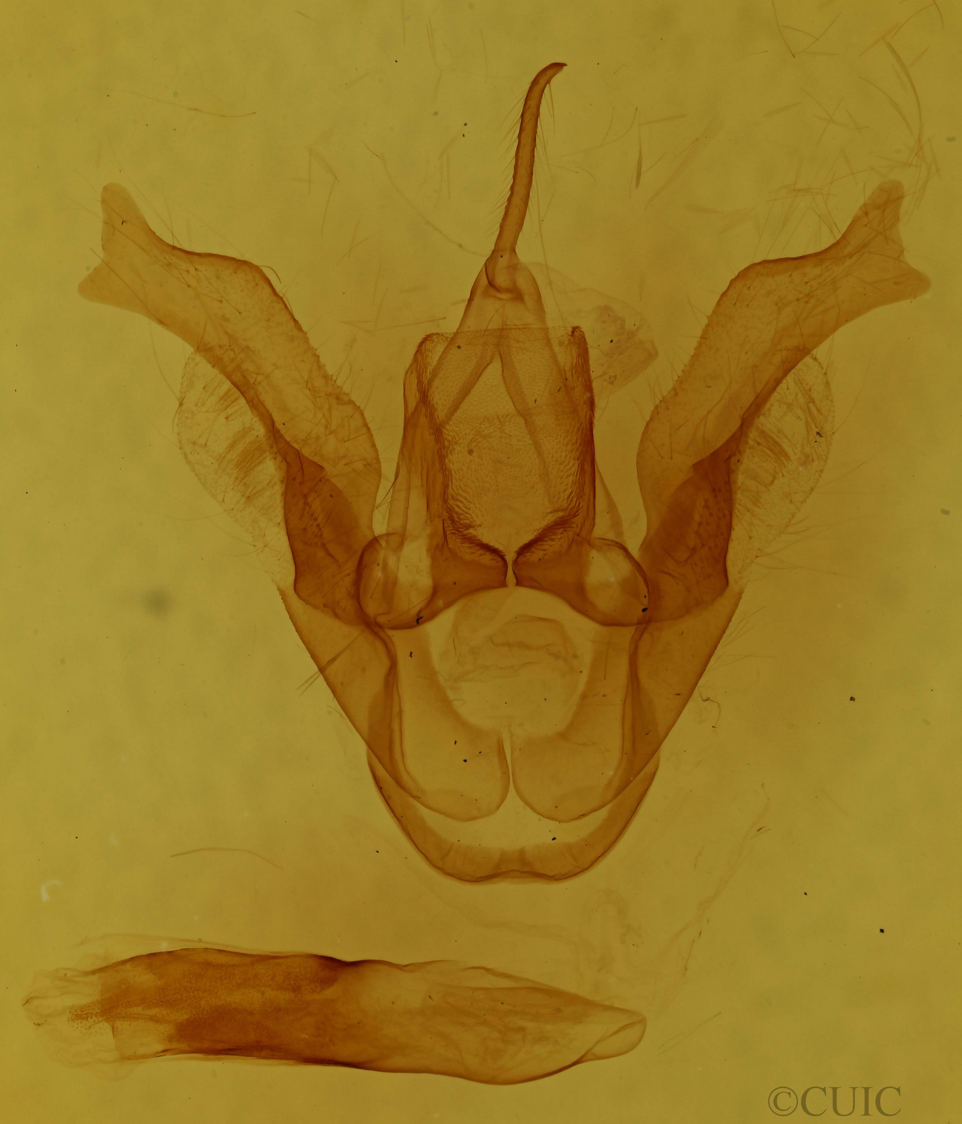 genitalia view of adult Haploa clymene