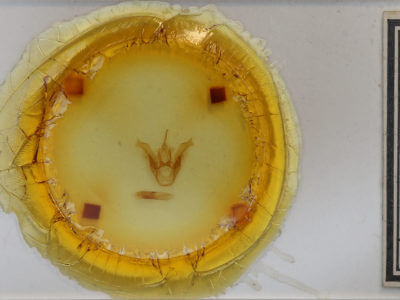 slide view of adult Haploa clymene