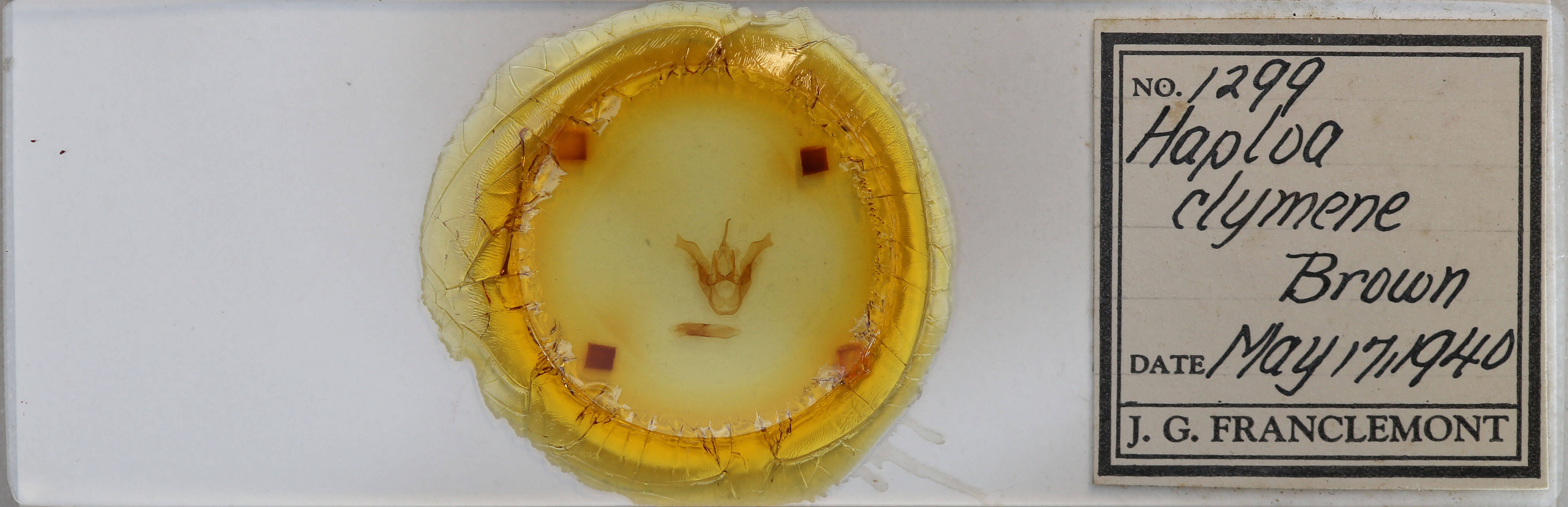 slide view of adult Haploa clymene